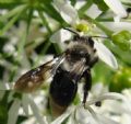 Andrena vaga (cfr.)